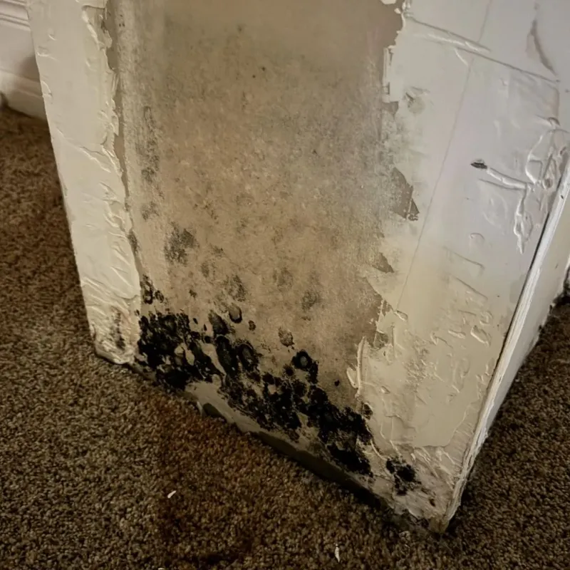 Professional Mold Removal in Tahoka, TX